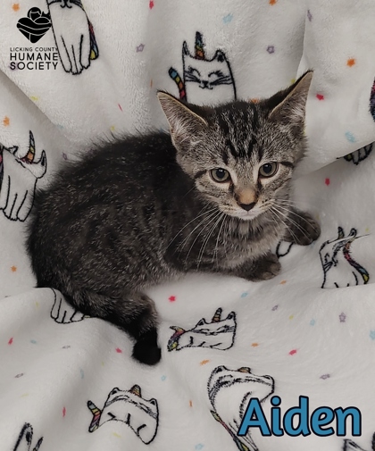 Pet Project